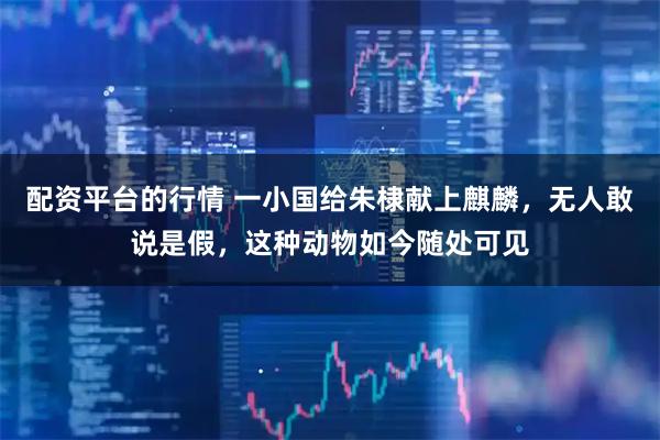 配资平台的行情 一小国给朱棣献上麒麟，无人敢说是假，这种动物如今随处可见